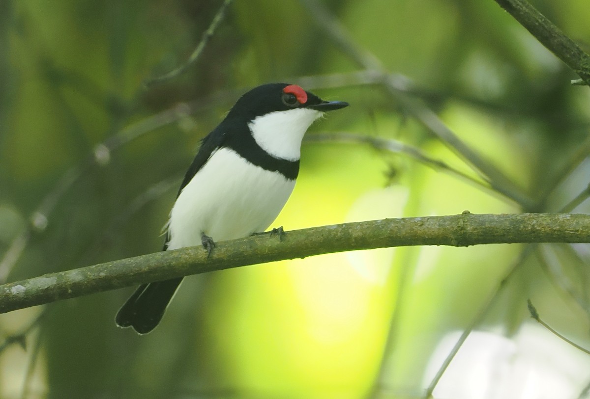 Black-throated Wattle-eye - ML646669451