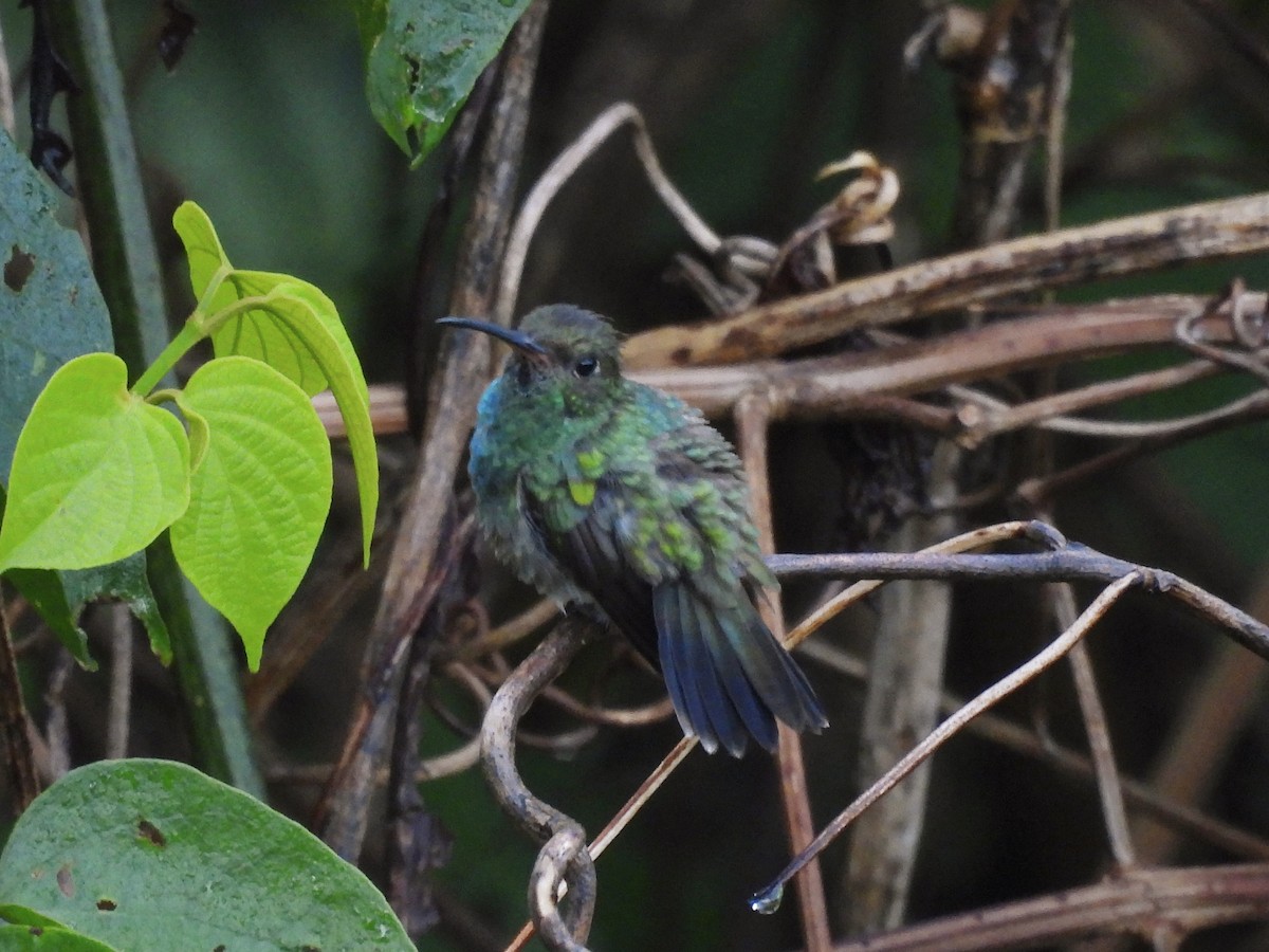Glittering-throated Emerald - ML646669454