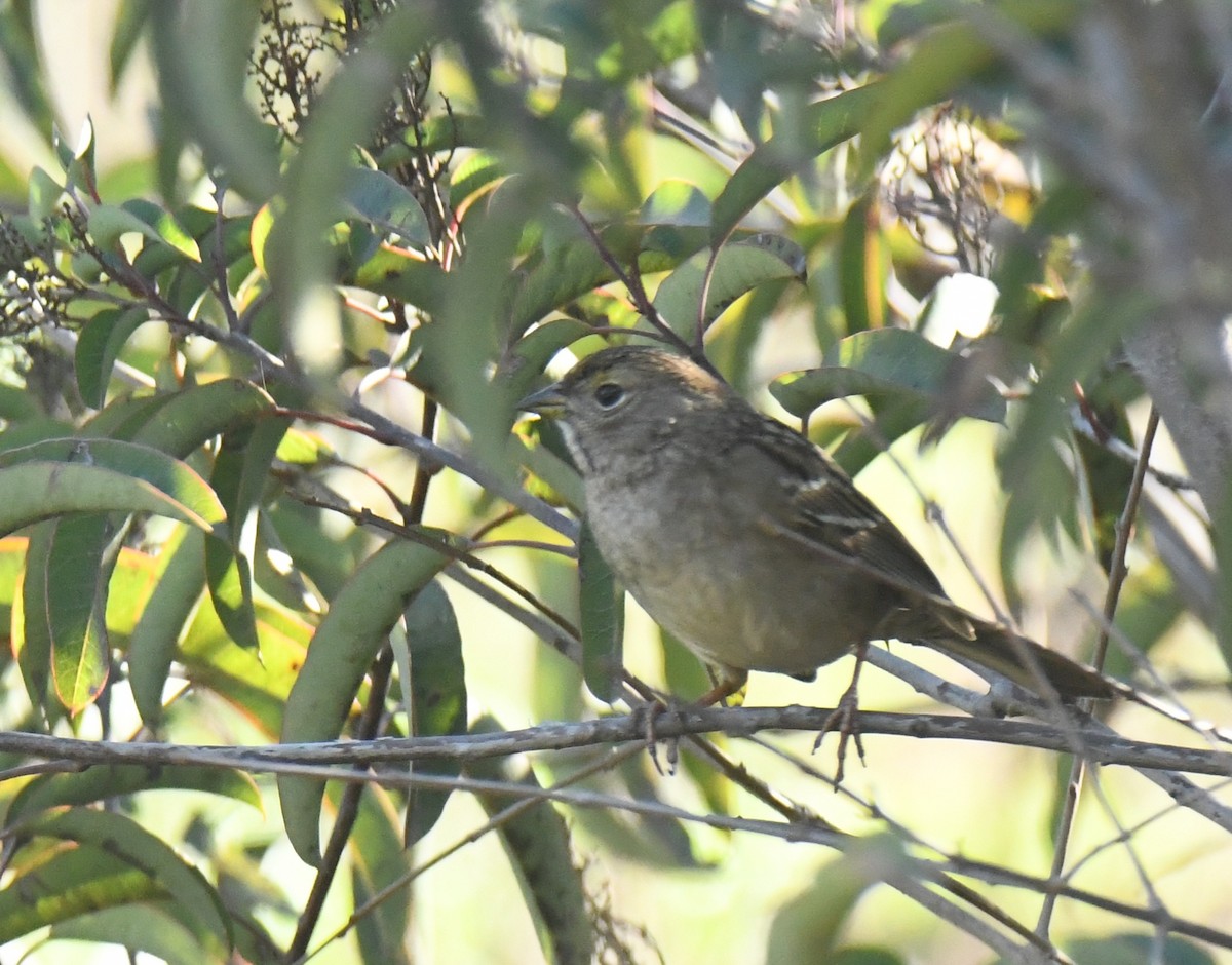 Bruant à couronne dorée - ML646669455