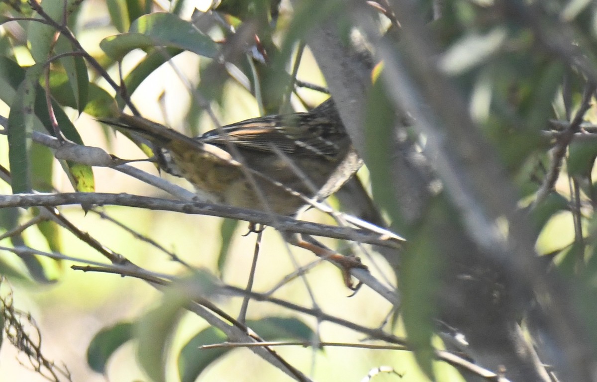 Bruant à couronne dorée - ML646669456