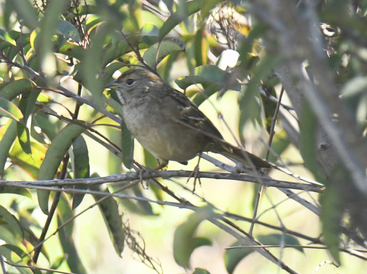 Bruant à couronne dorée - ML646669457
