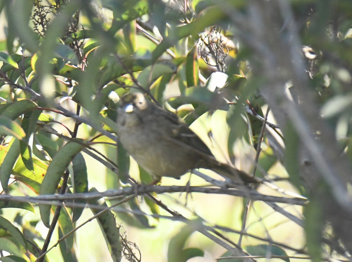 Bruant à couronne dorée - ML646669458