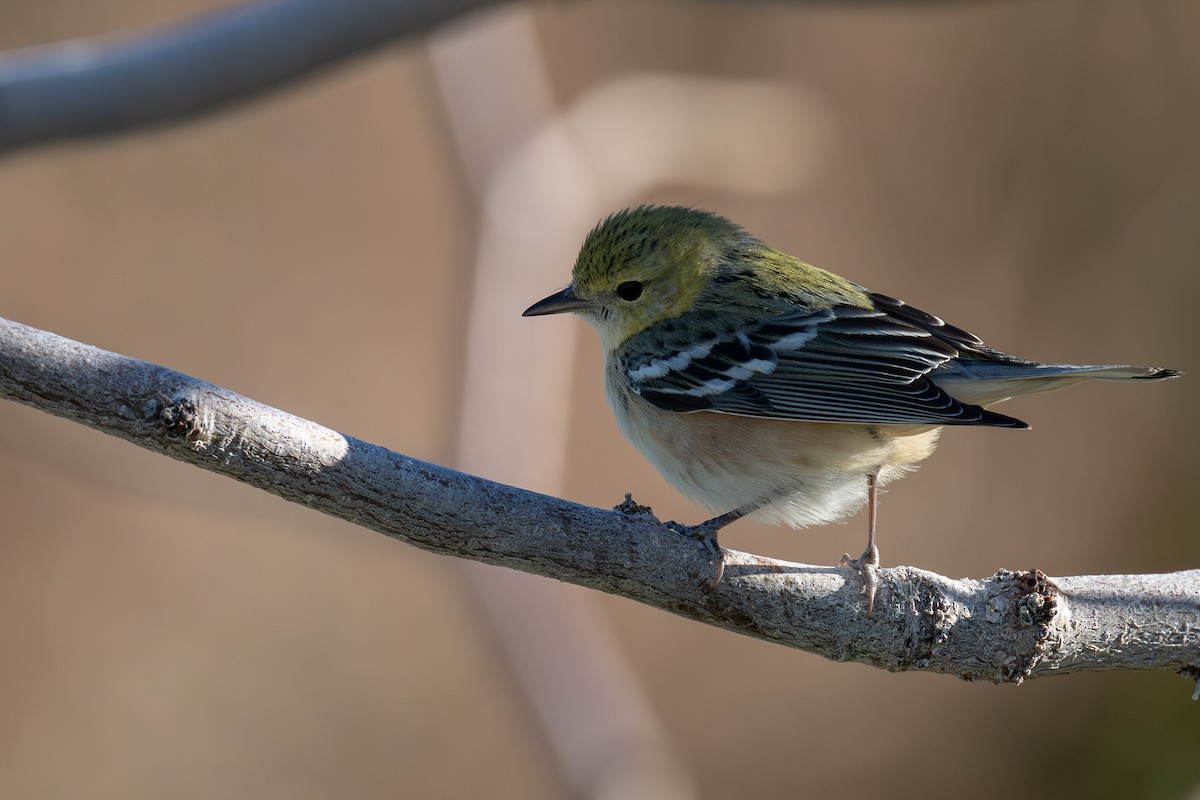 Bay-breasted Warbler - ML646669459