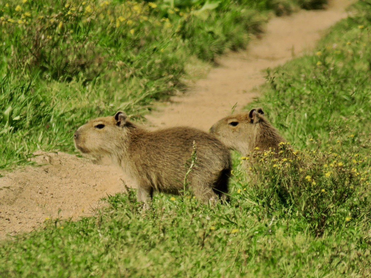 Capybara - ML646669461