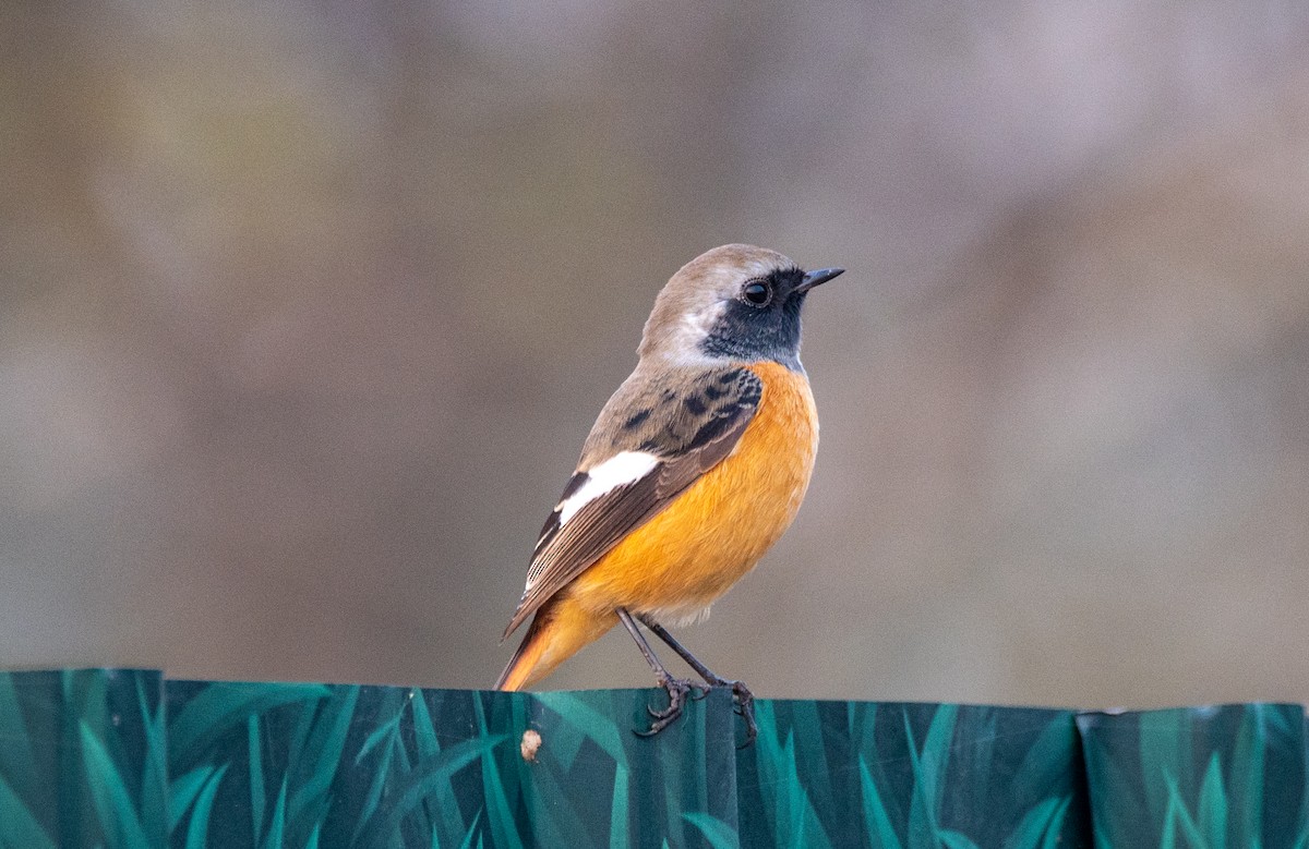 חכלילית סיבירית - ML646669466