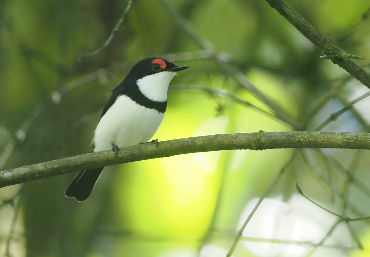 Black-throated Wattle-eye - ML646669468