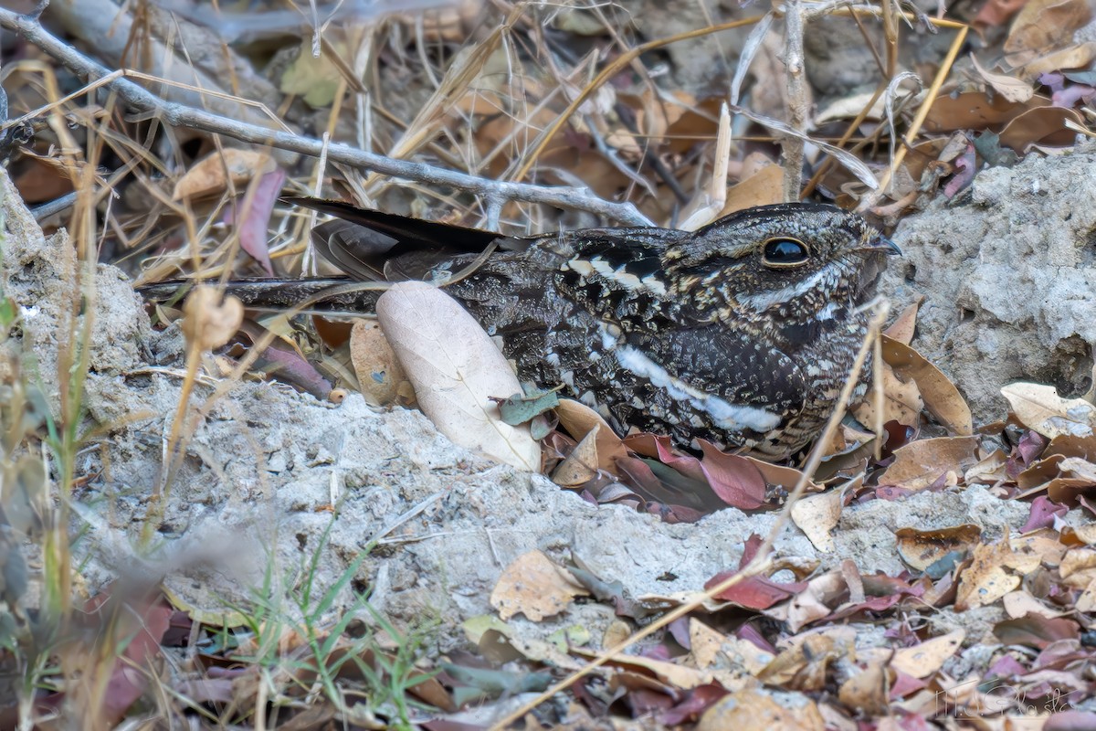 Square-tailed Nightjar - ML646669469