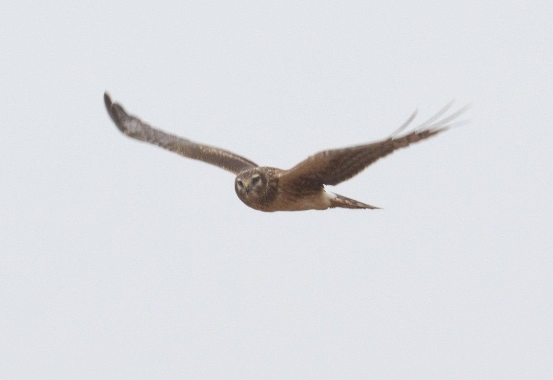 Northern Harrier - ML646669471