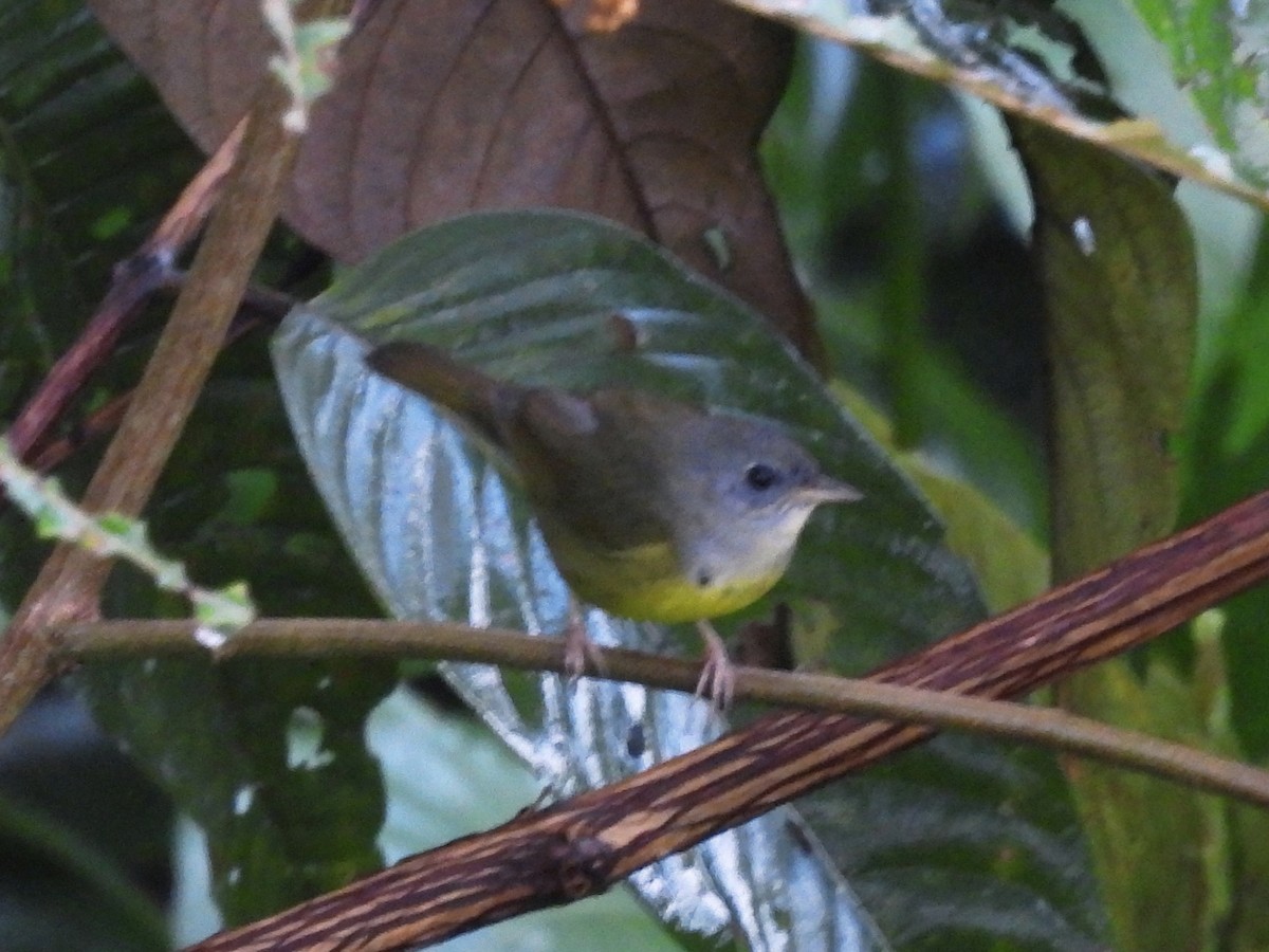 Mourning Warbler - ML646669472