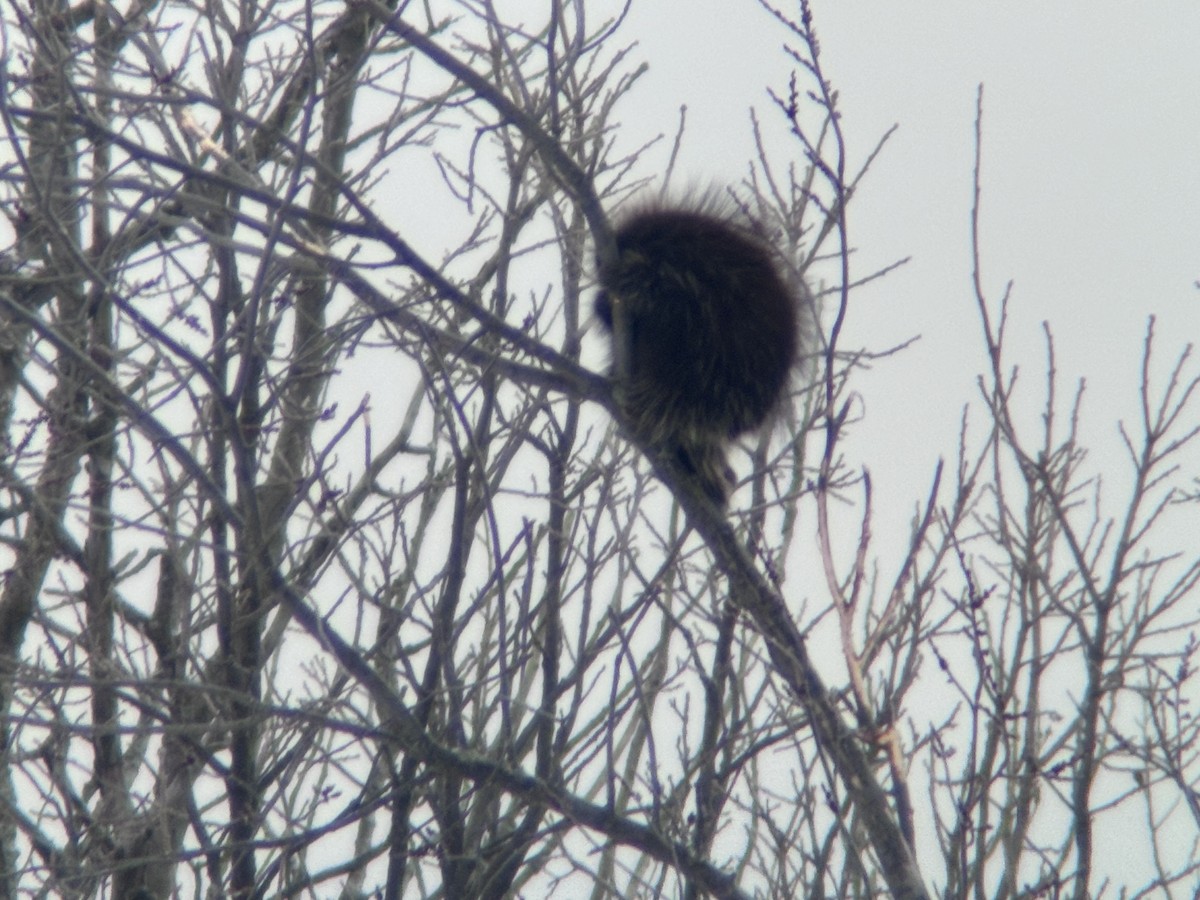 Ursone - ML646669473