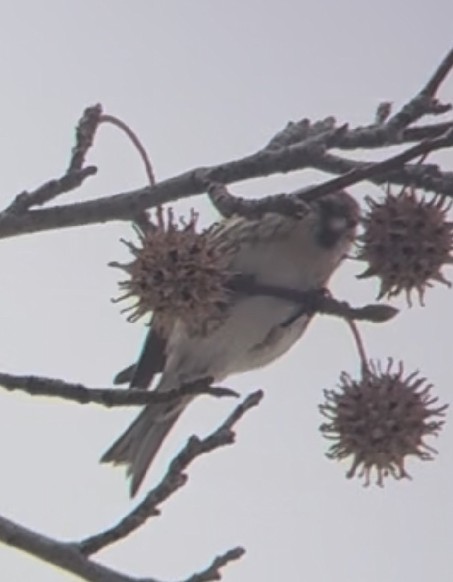 Redpoll (Common) - ML646669474