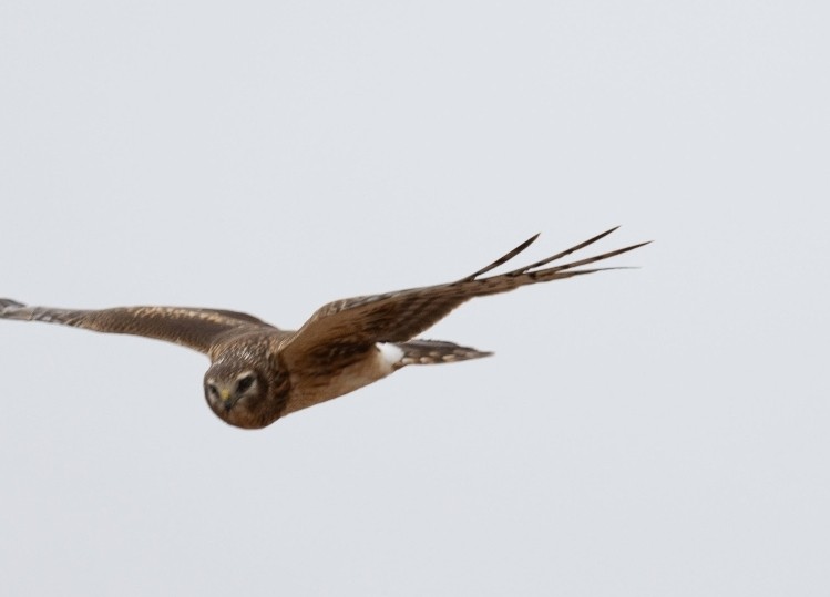 Northern Harrier - ML646669477