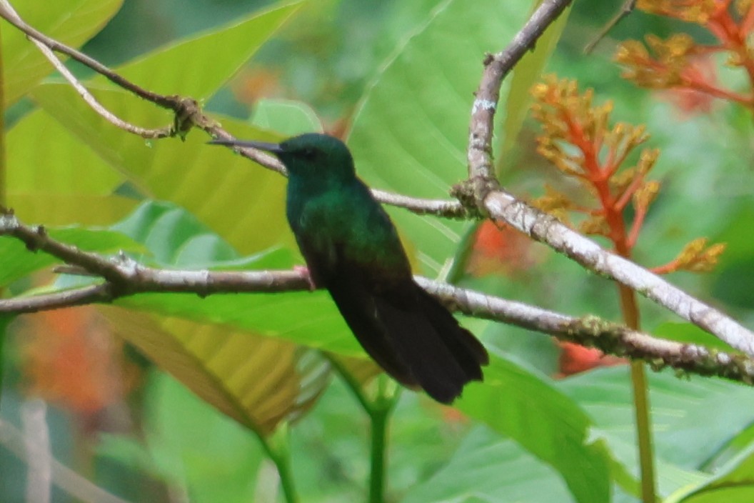 Bronze-tailed Plumeleteer - ML646669478