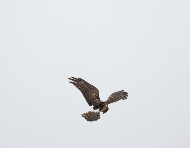 Northern Harrier - ML646669481