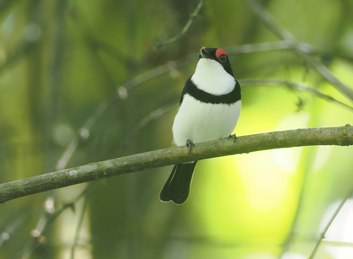 Black-throated Wattle-eye - ML646669485