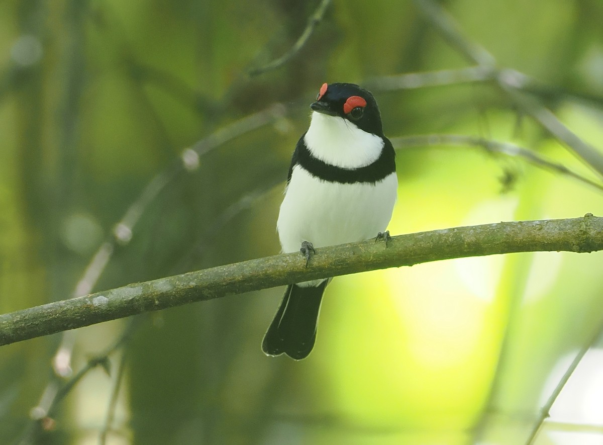 Black-throated Wattle-eye - ML646669488