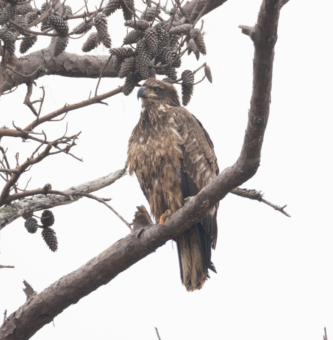 Bald Eagle - ML646669494