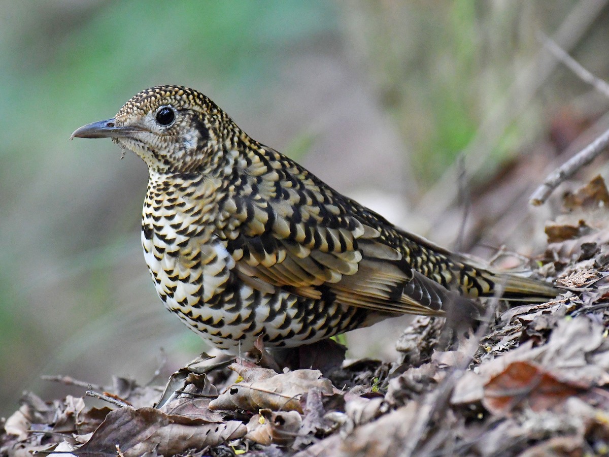 Tordo dorato - ML646669498