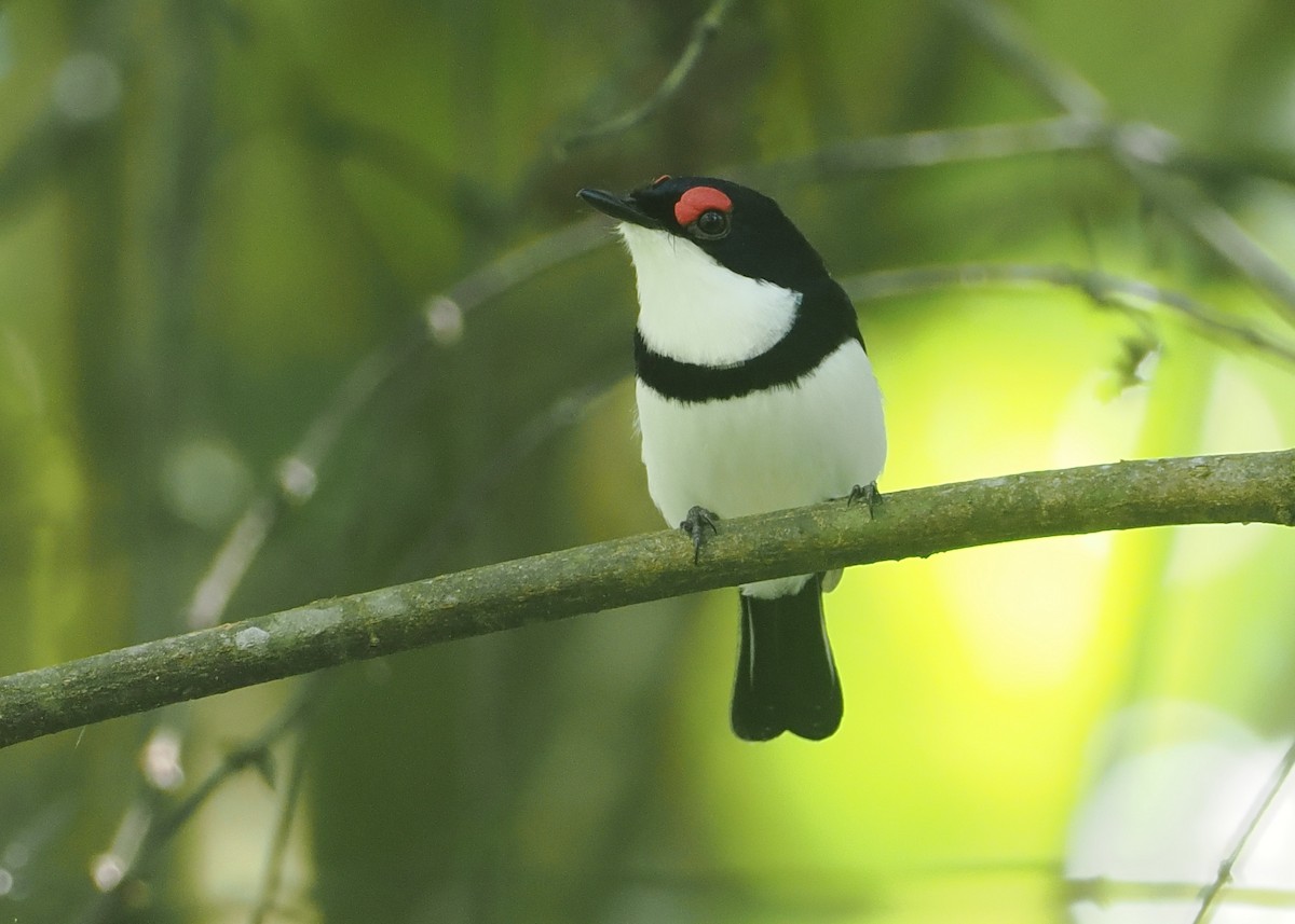 Black-throated Wattle-eye - ML646669499