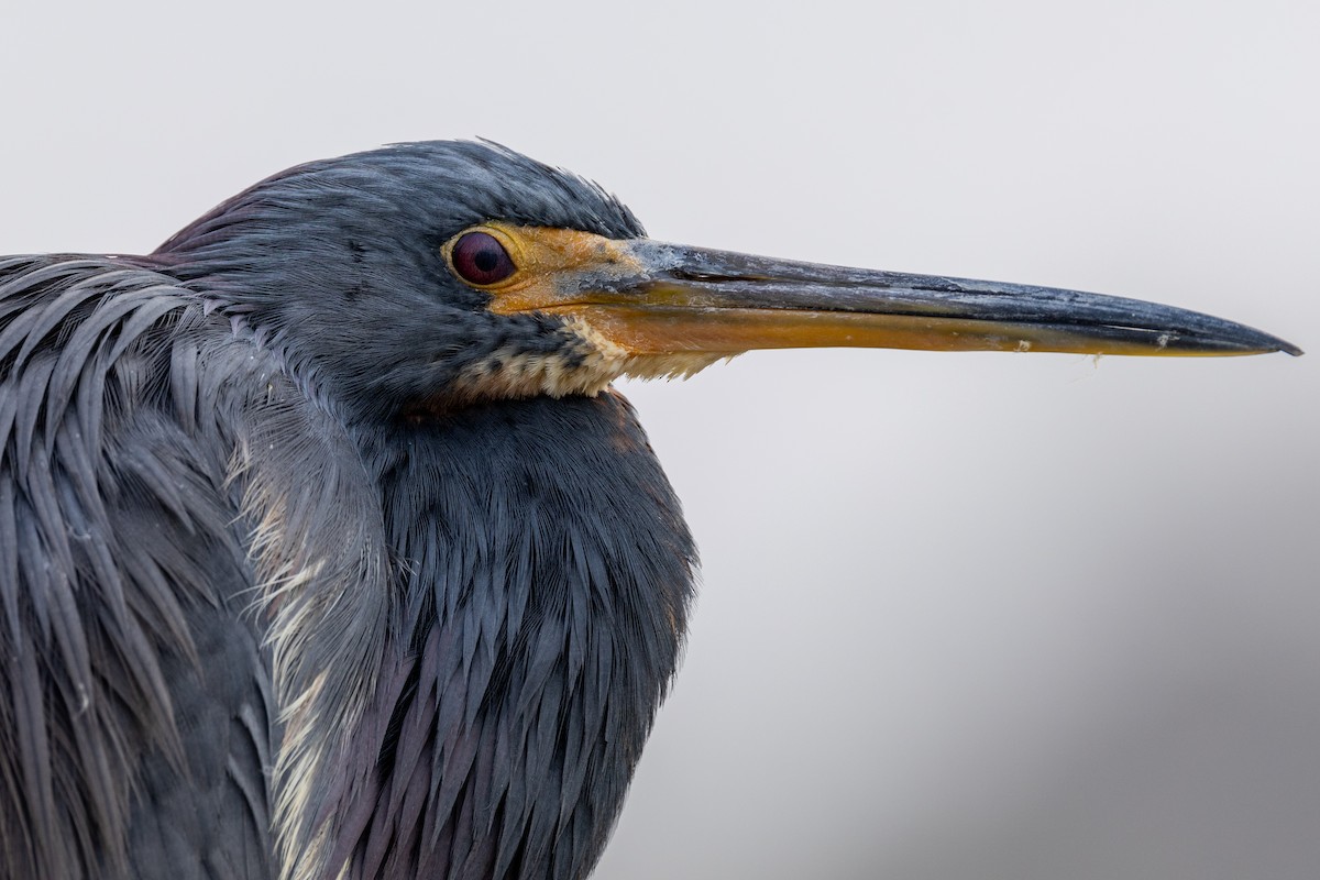 Tricolored Heron - ML646669500
