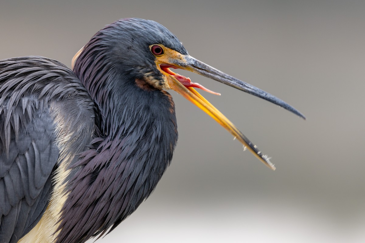 Tricolored Heron - ML646669503