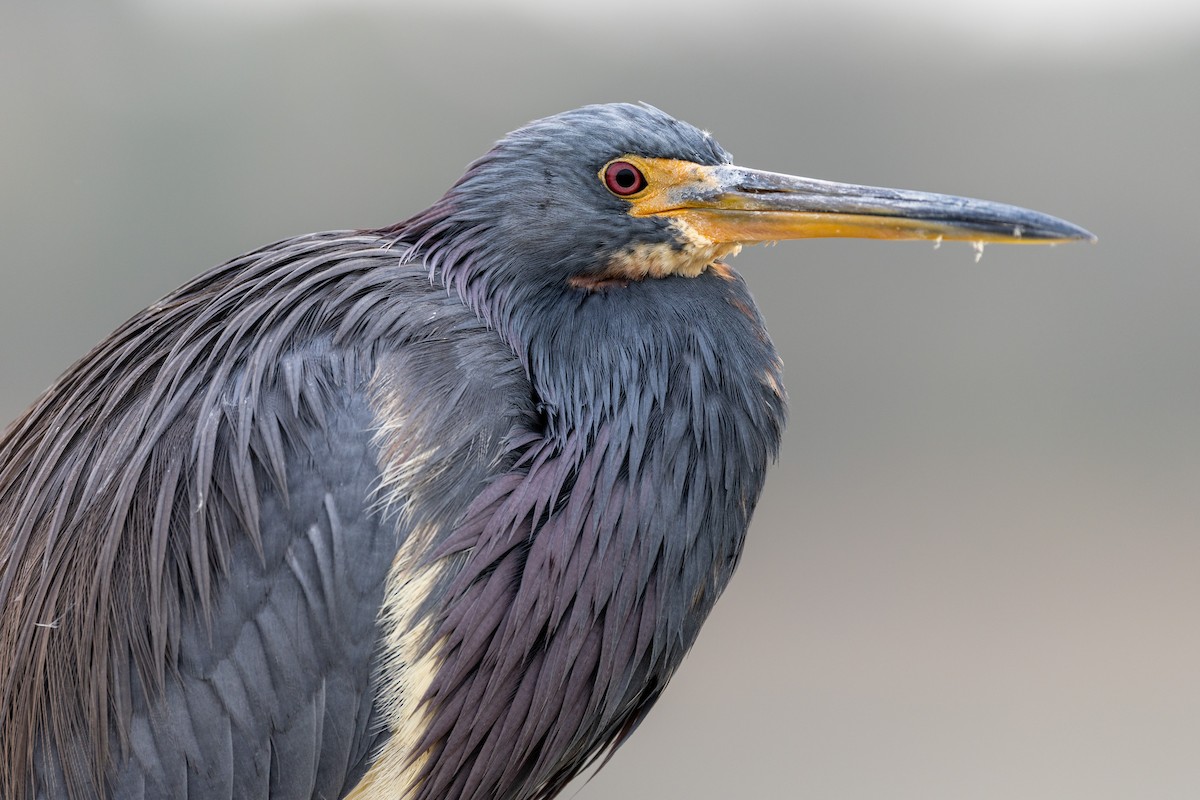 Tricolored Heron - ML646669505