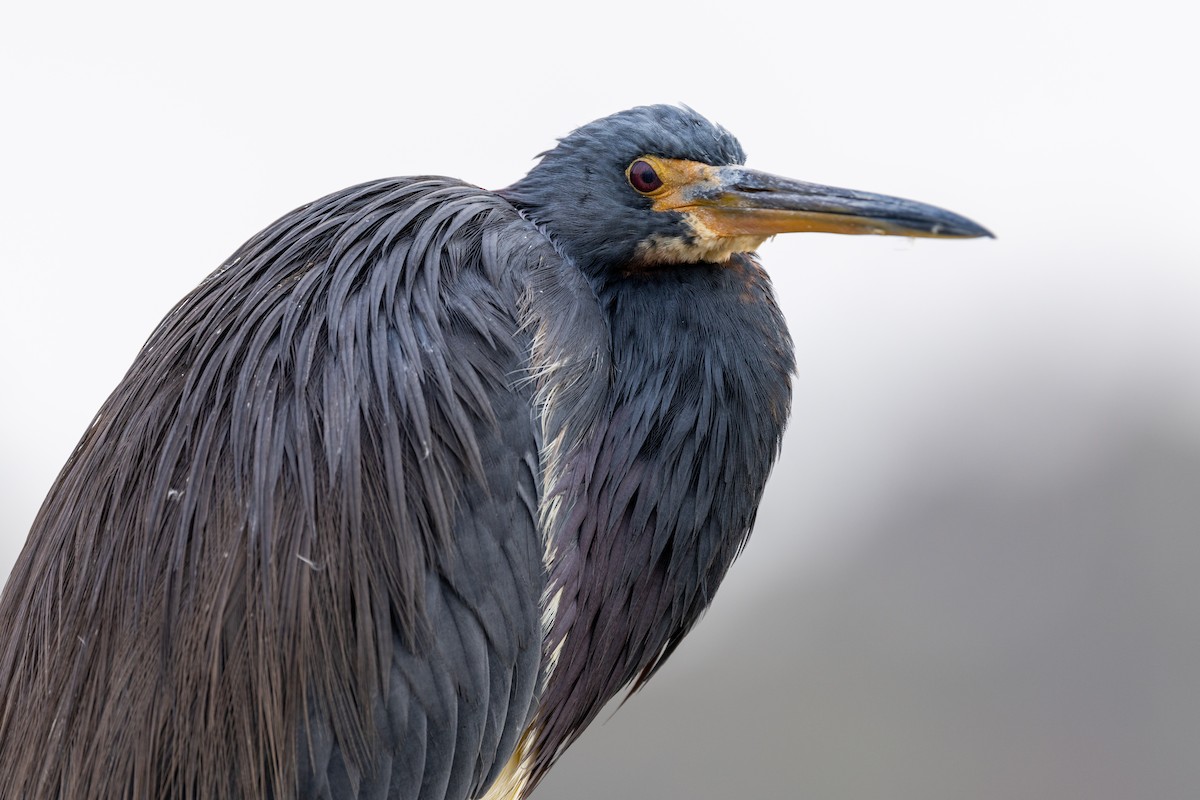 Tricolored Heron - ML646669506