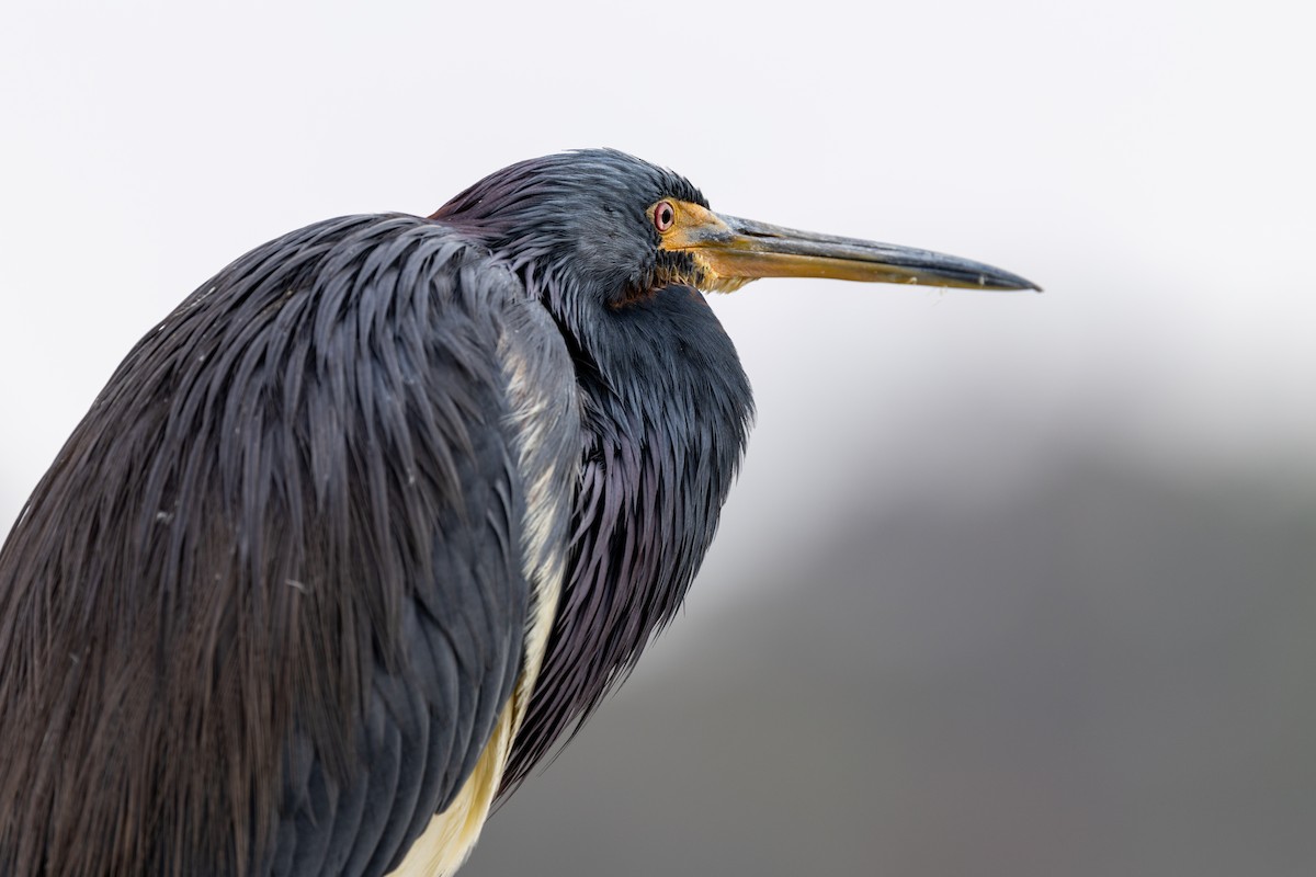 Tricolored Heron - ML646669507