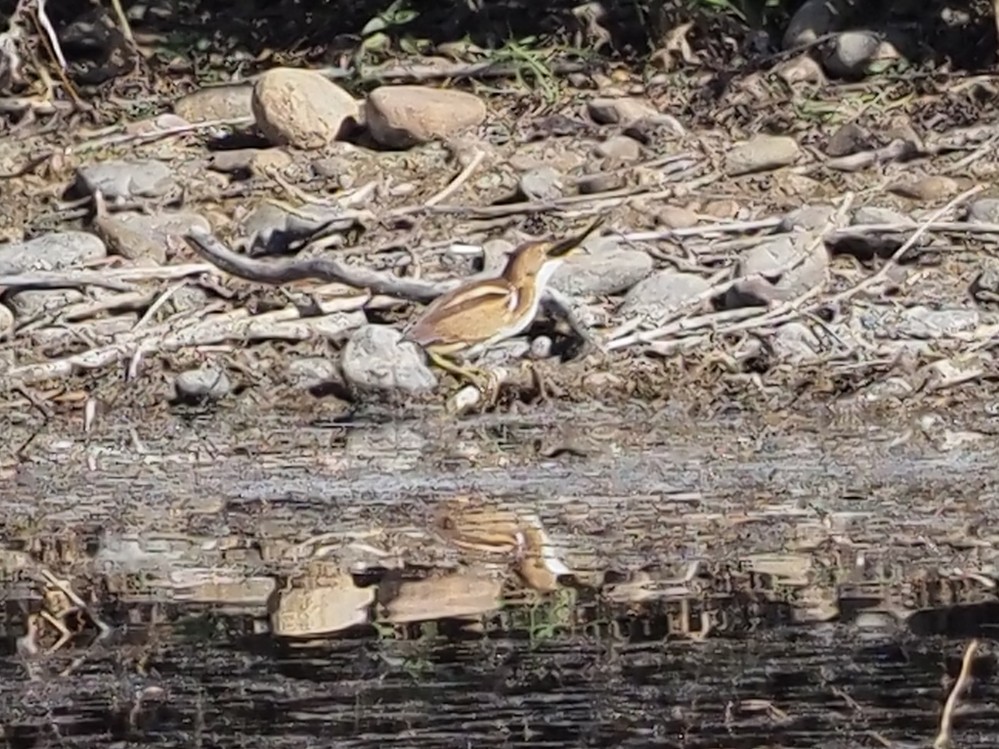 Least Bittern - ML646669509