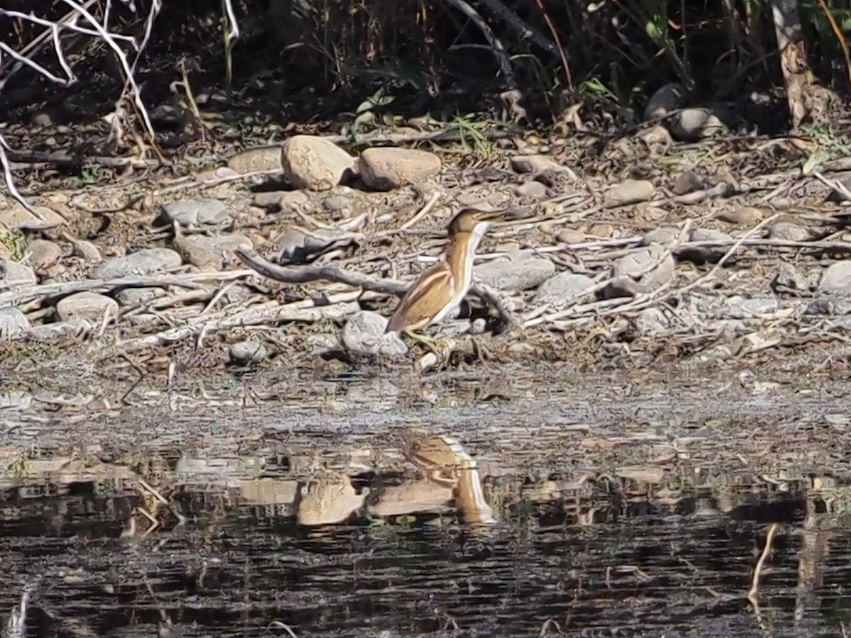 Least Bittern - ML646669511