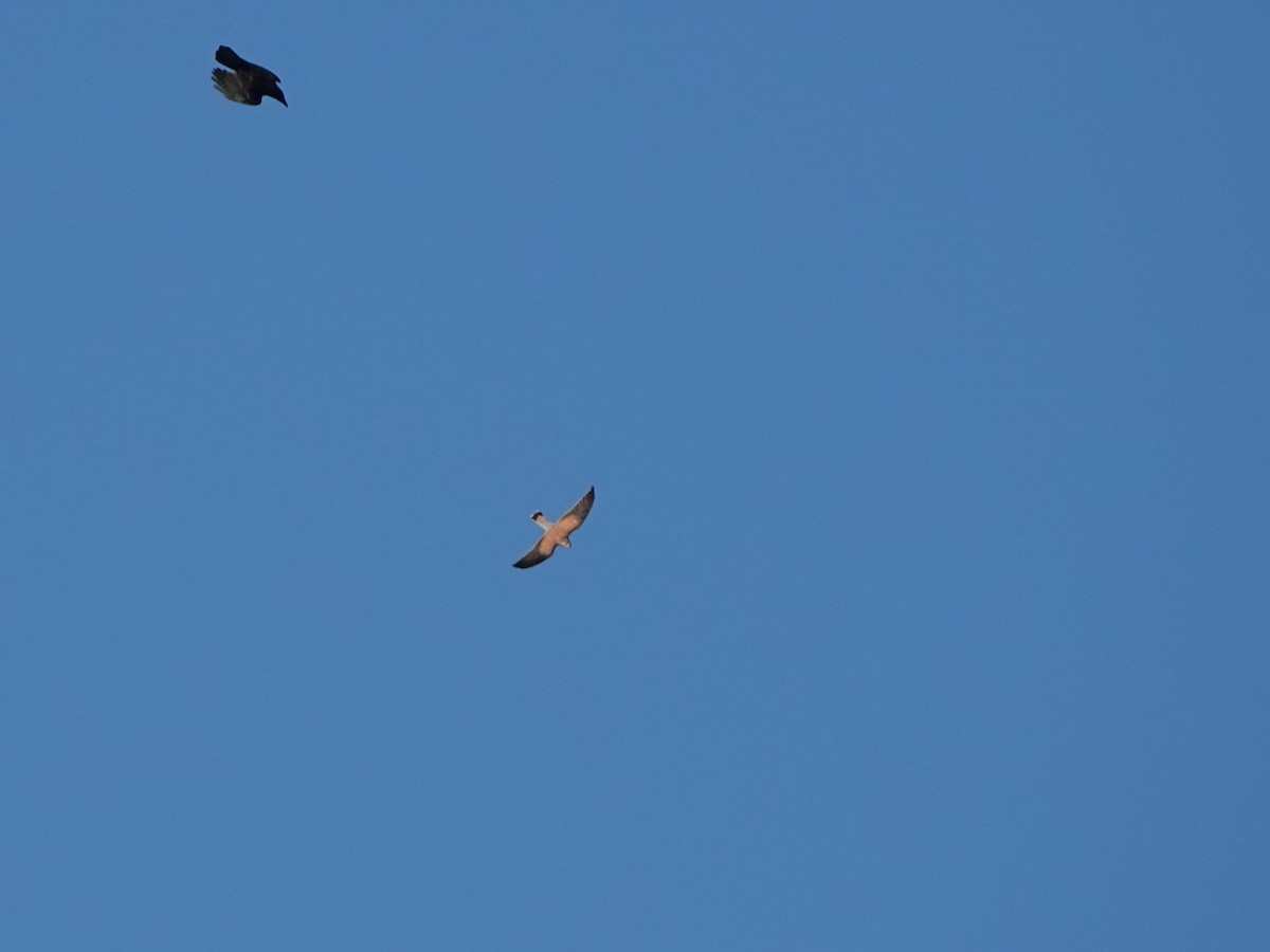 Eurasian Kestrel - ML646669512