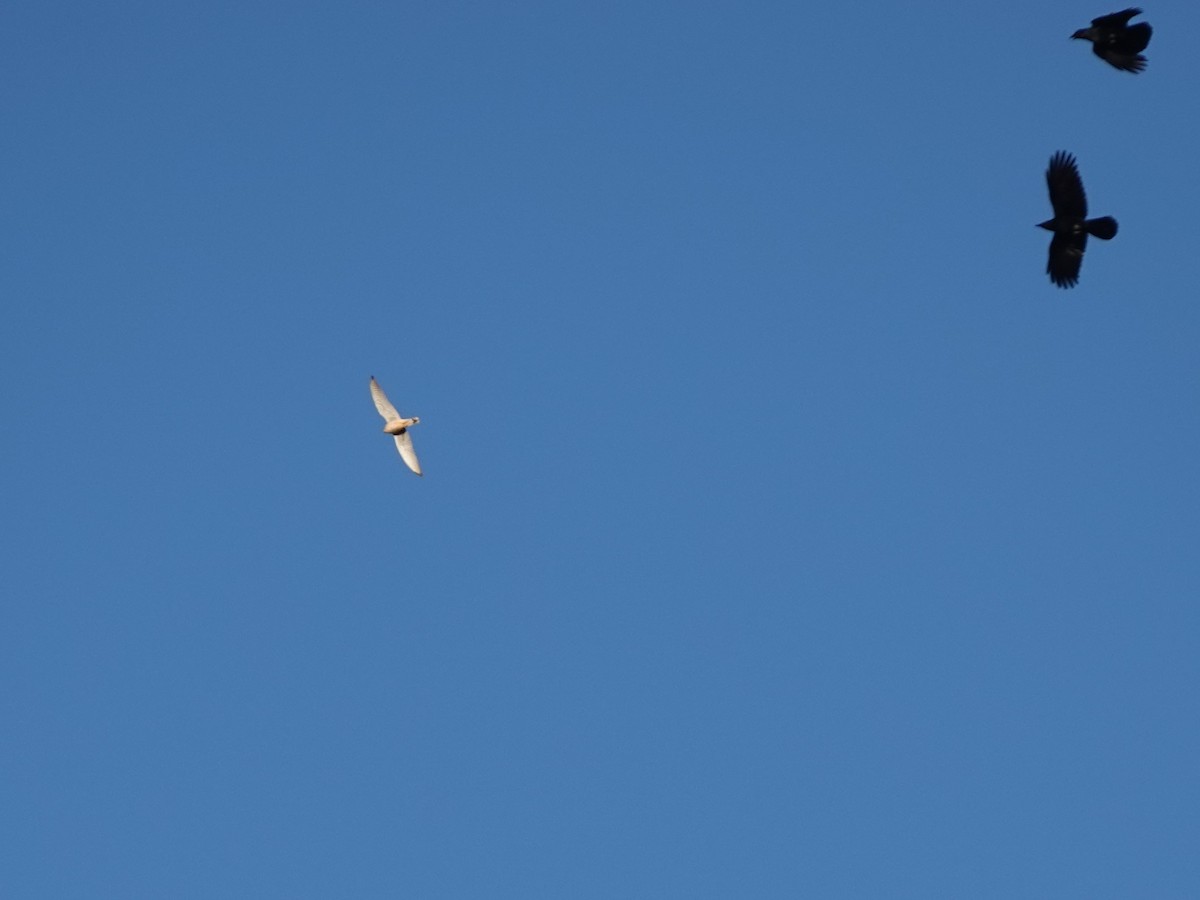 Eurasian Kestrel - ML646669513