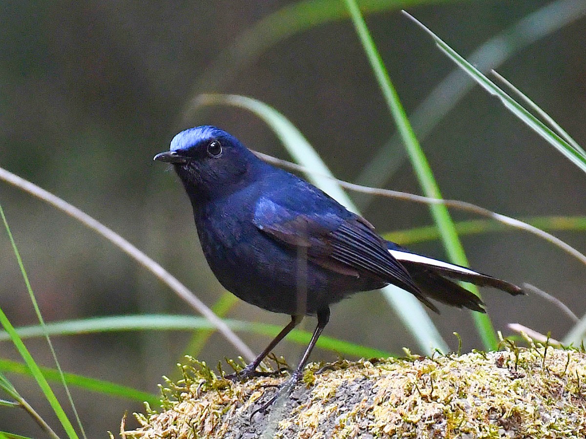 White-tailed Robin - ML646669514