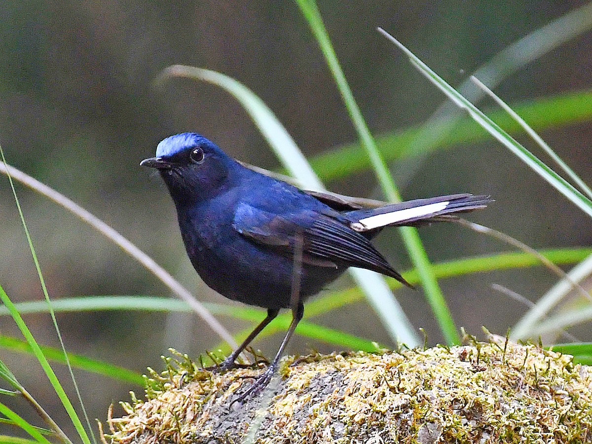 White-tailed Robin - ML646669515
