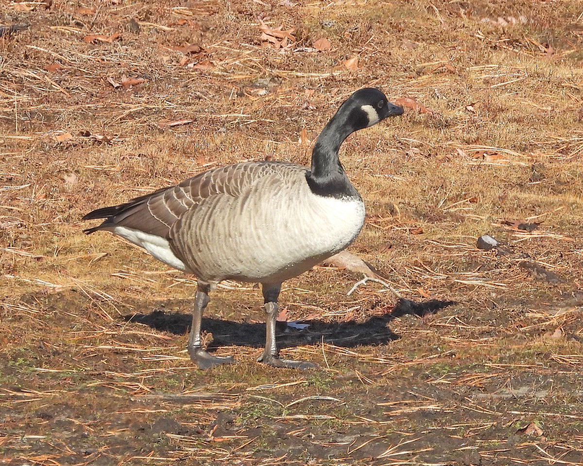 Oca canadese maggiore - ML646669516