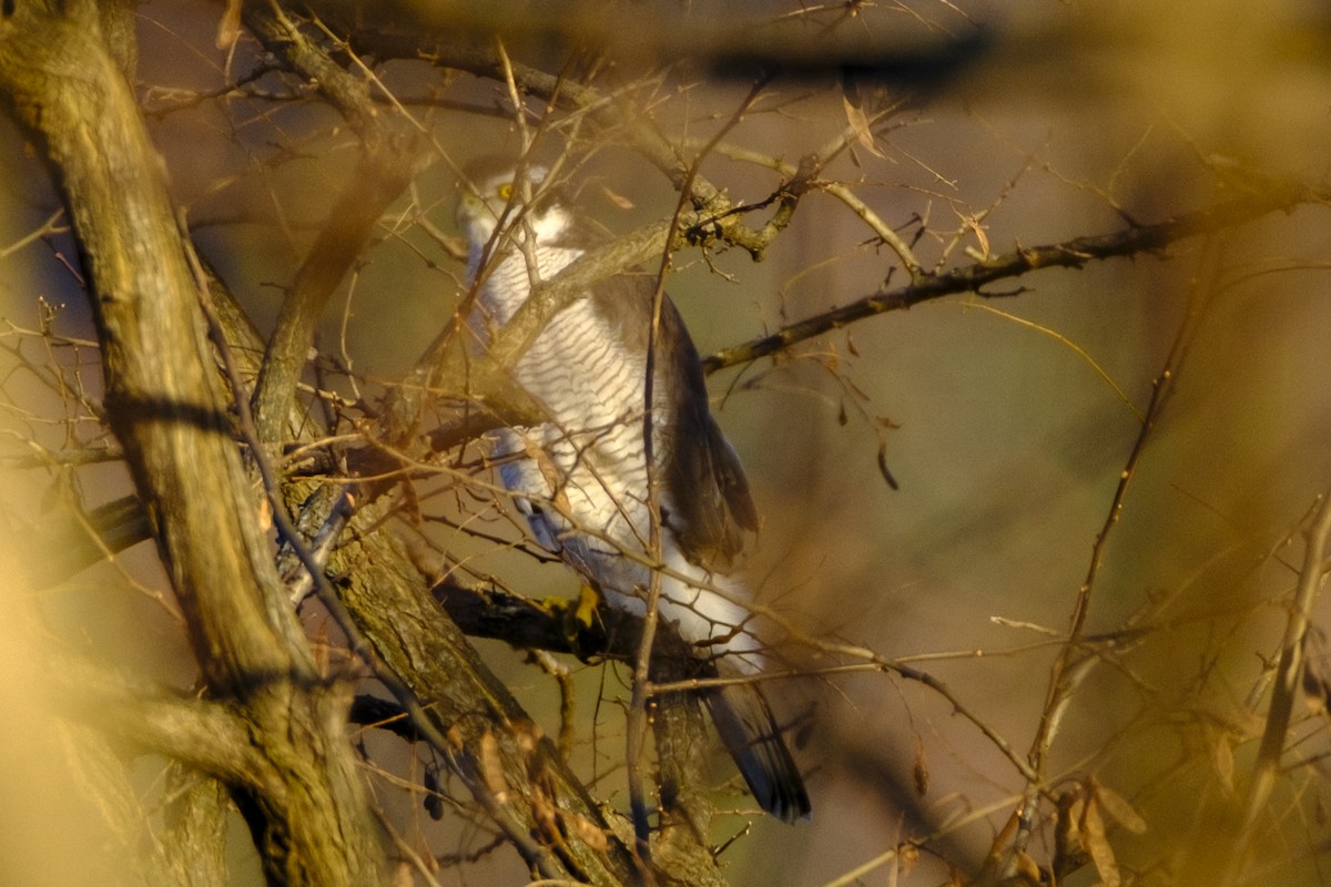 Eurasian Goshawk - ML646669519