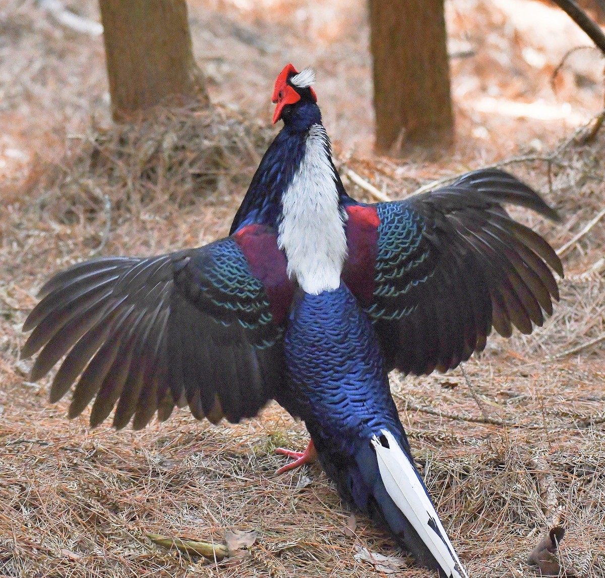 Swinhoe's Pheasant - ML646669521
