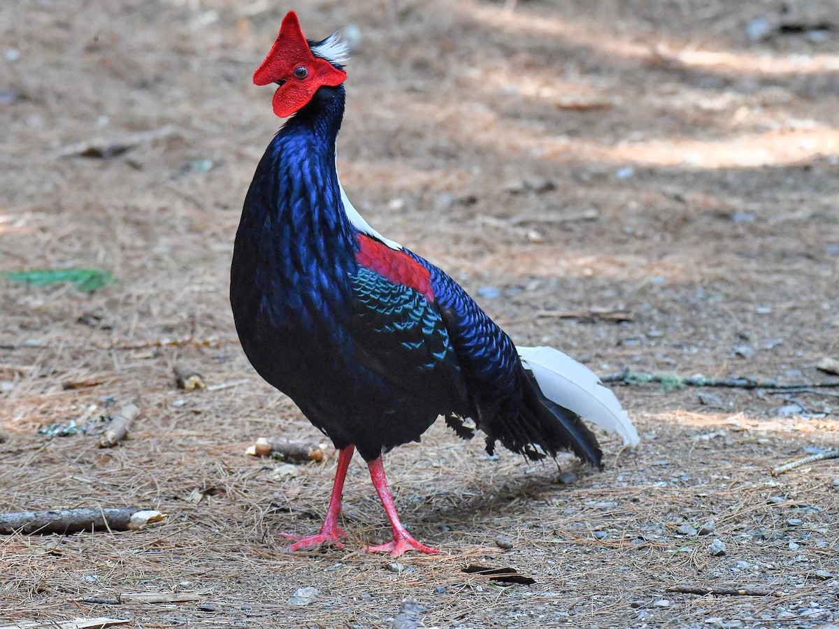 Swinhoe's Pheasant - ML646669522