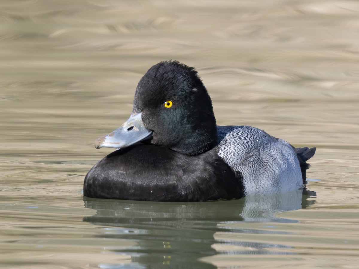 Kanadabergente - ML646669525