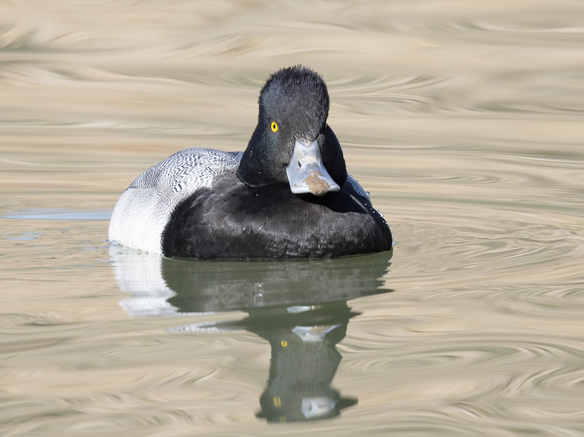 Kanadabergente - ML646669526