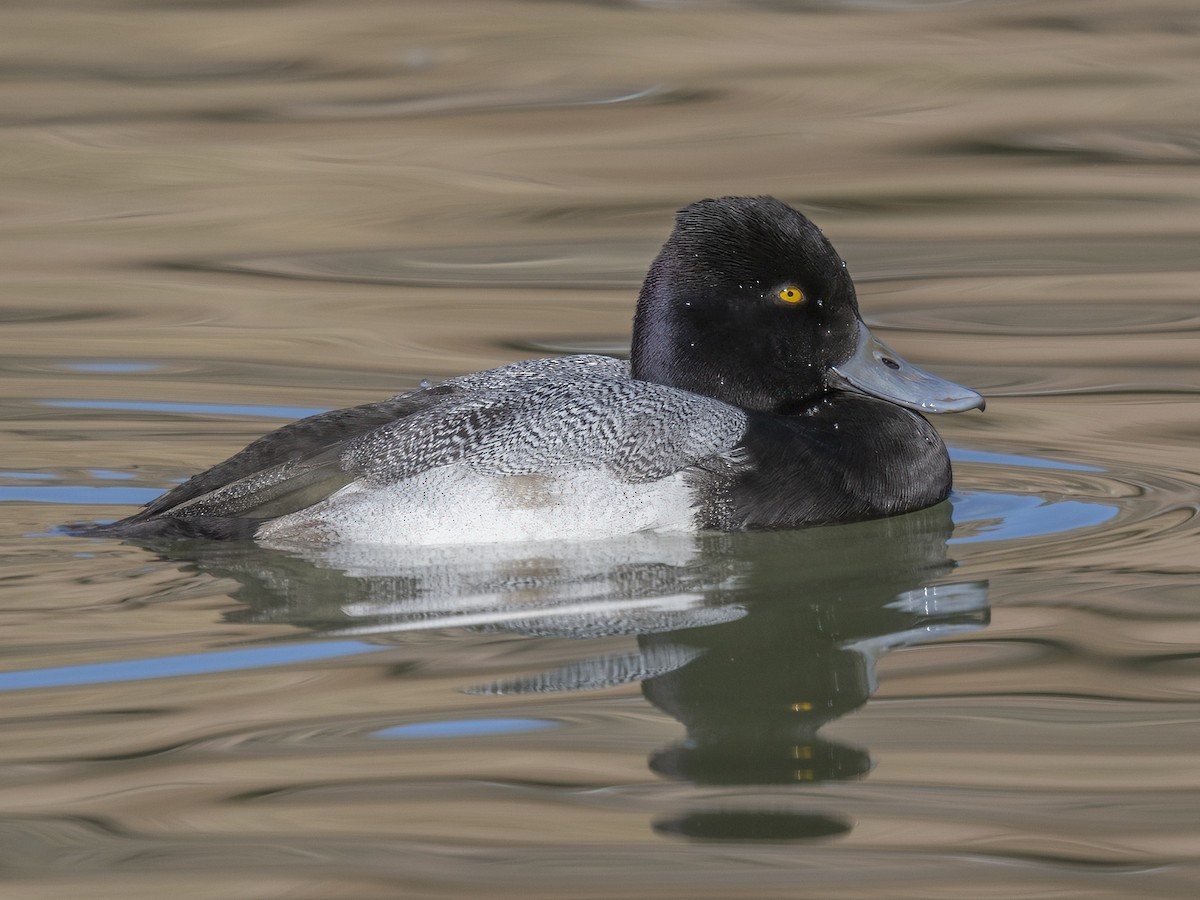 Kanadabergente - ML646669527