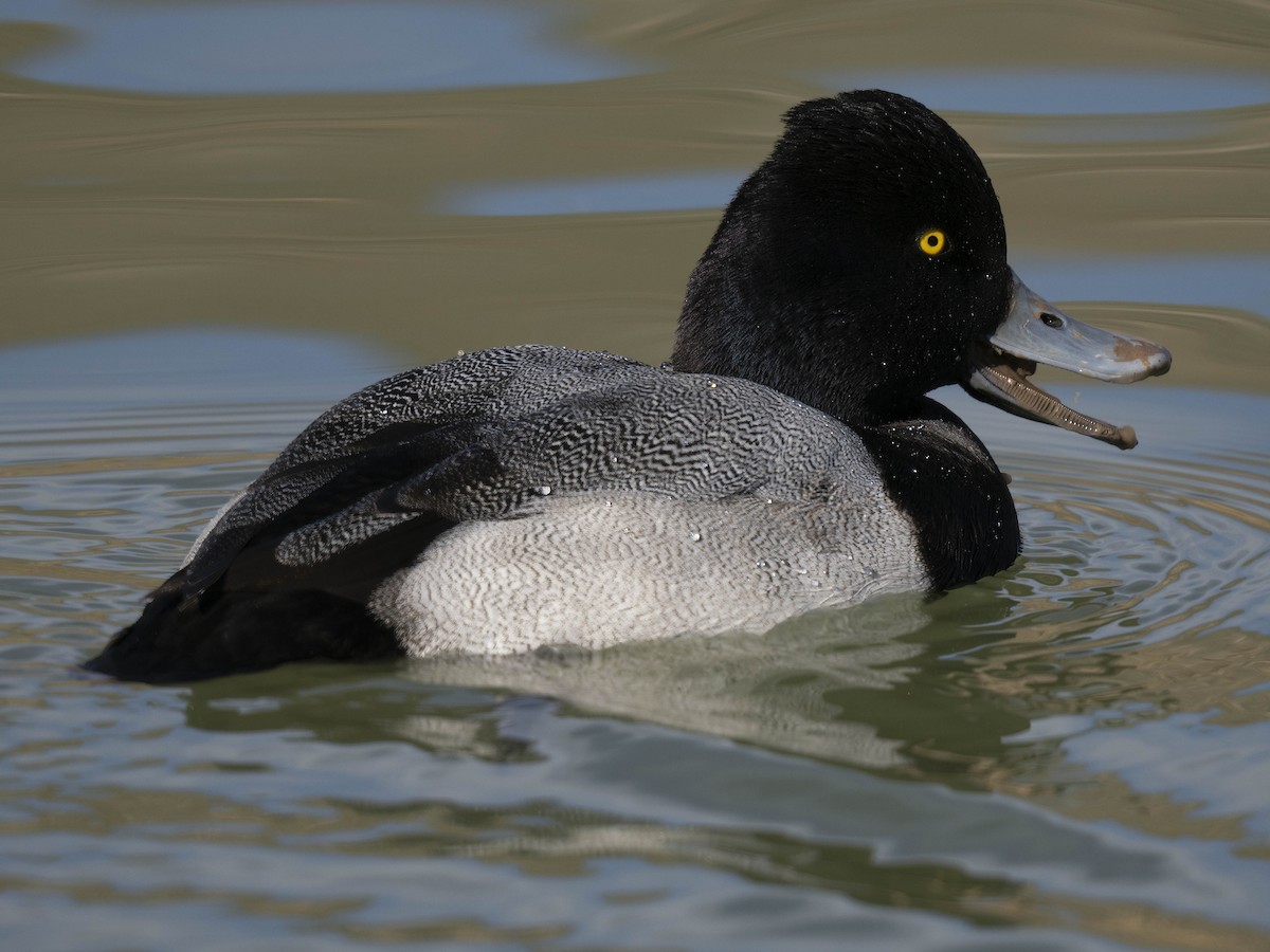 Kanadabergente - ML646669528