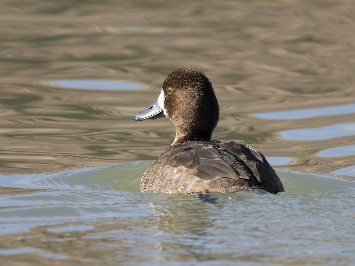 Kanadabergente - ML646669529