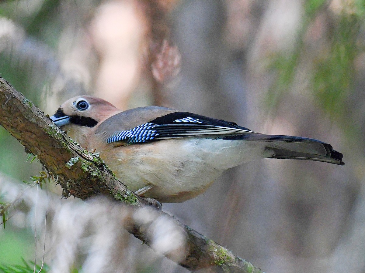 Ghiandaia - ML646669530