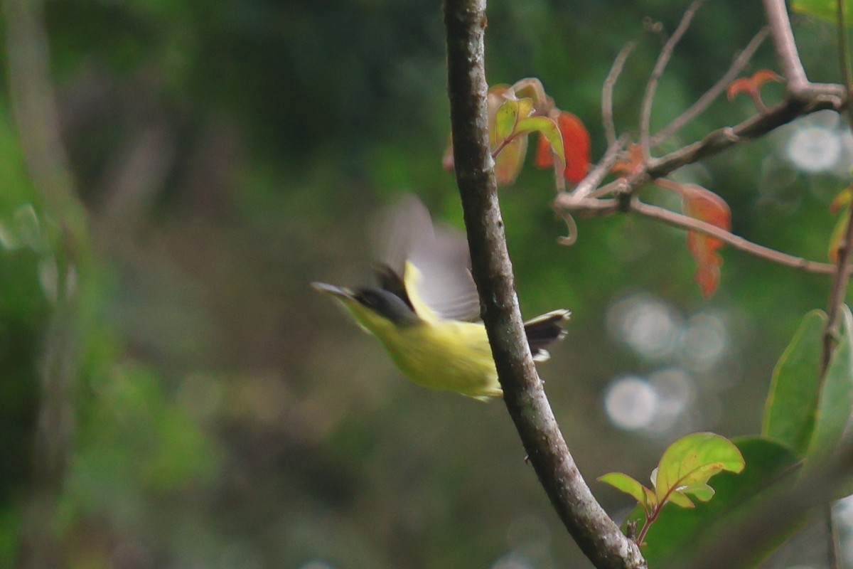 Common Tody-Flycatcher - ML646669531