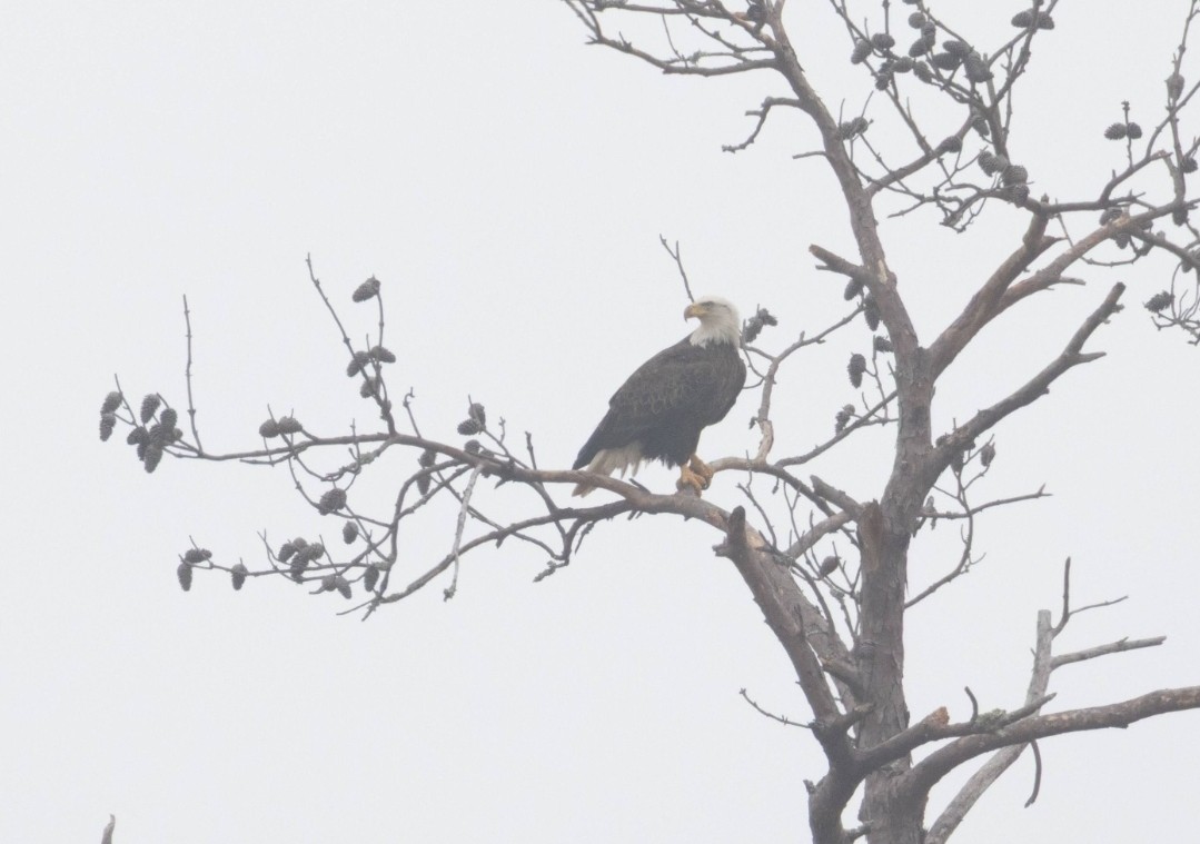 Bald Eagle - ML646669533