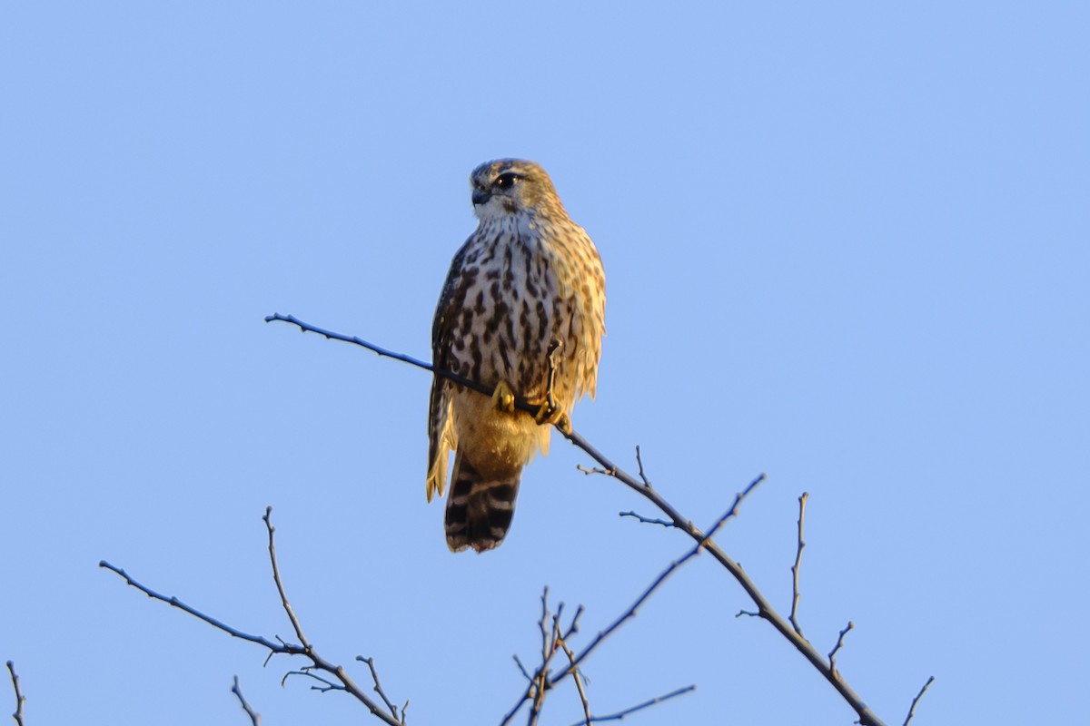 Merlin - ML646669537