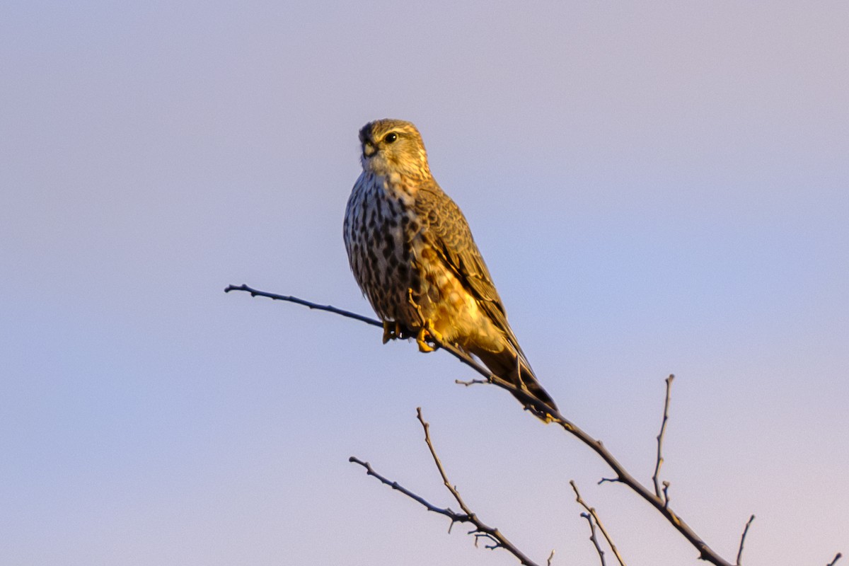 Merlin - ML646669538