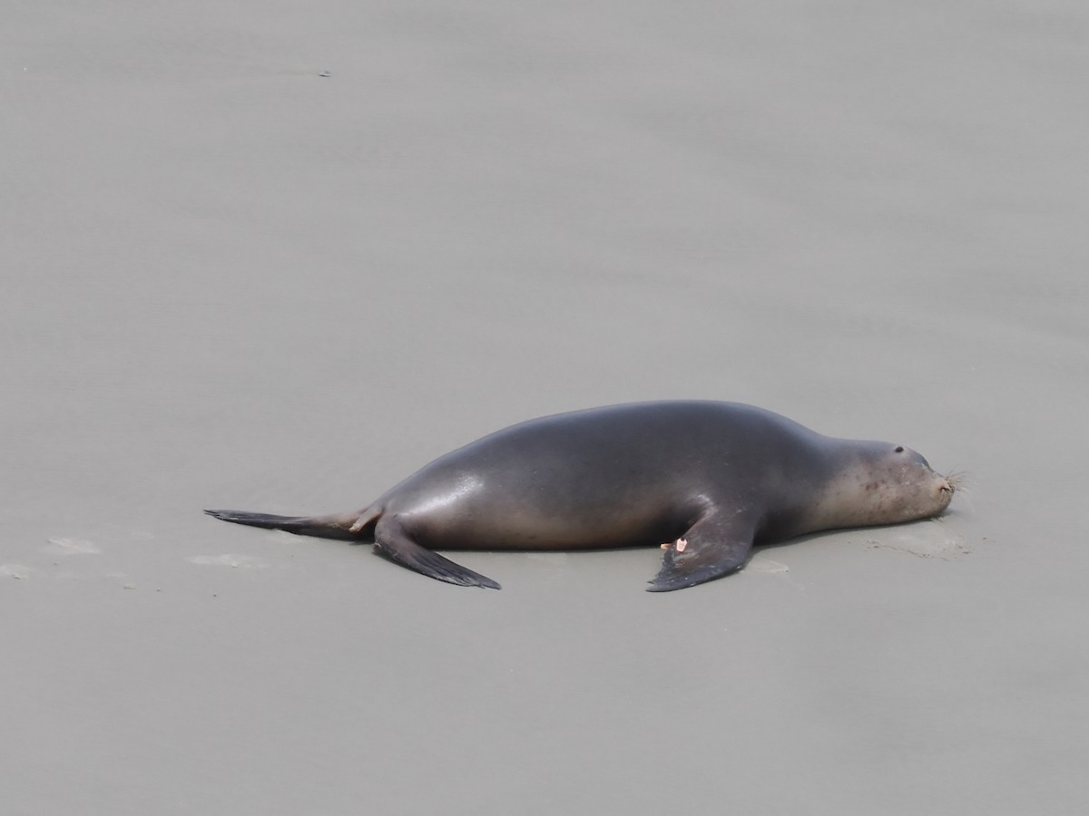 New Zealand Sea Lion - ML646669544