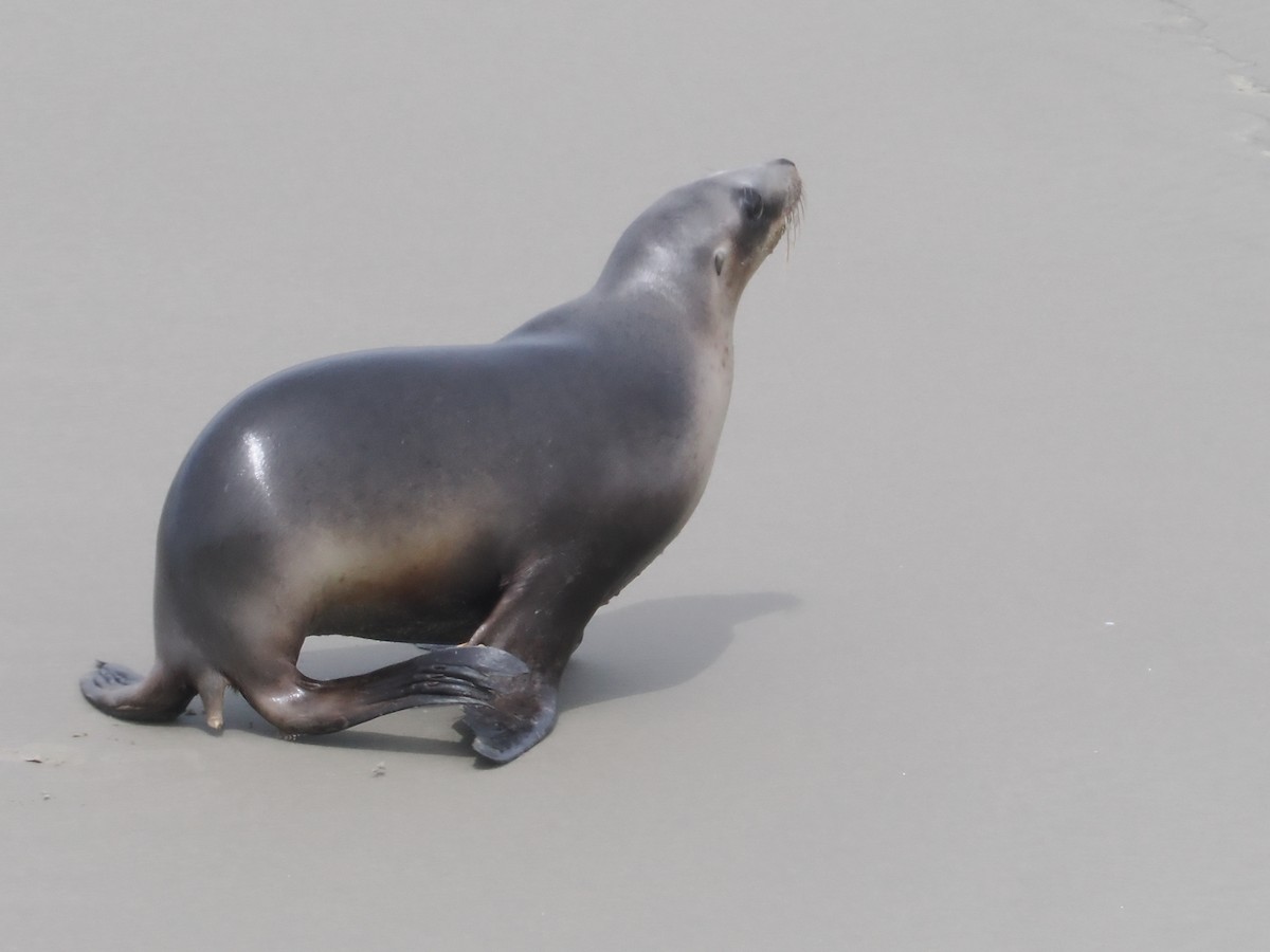 New Zealand Sea Lion - ML646669545